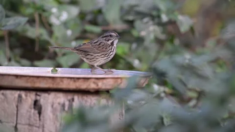 Sparrow Taking a Bath Stock Footage 295794141