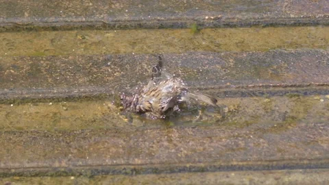 Sparrow taking a bath in the puddle in slow motion 60fps Stock Footage 162879913