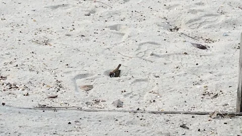 Sparrow is taking bath in the sand Vídeos de archivo 300752198