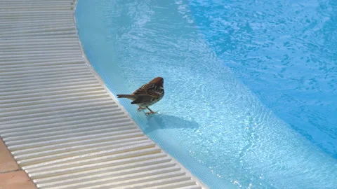 Sparrow taking a bath in the swimming pool in 4k slow motion 60fps Stock Footage 151883780