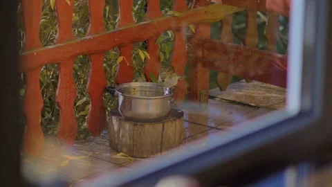 Sparrow taking bath wild bird drinking water from pot on the balcony Stock Footage 244704447