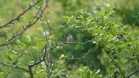 Sparrow taking Off - Flight . Fly off Stock Footage 50986154