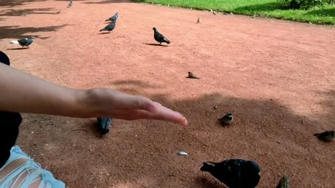Sparrow taking food from human hand in park Stock-Footage 336741271