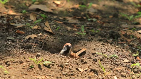 The Sparrow Taking a Sand Bath Stock Footage 327540383