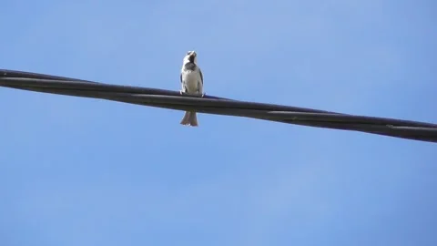 Sparrow on a thick electric line 库存影片 341272274