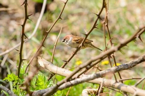 Sparrow in the Thorns 写真素材