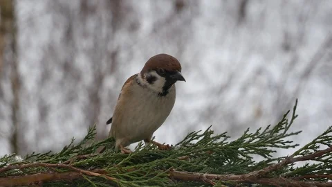 Sparrow on a thuja branch. 스톡 동영상 116880614