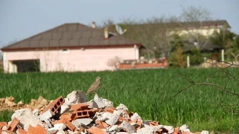 Sparrow, tiny breed of birds and sparrow birds on the roof of a building Vídeo Stock 142898654