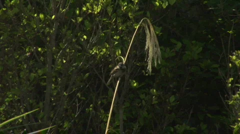Sparrow on Toetoe 스톡 동영상 329553