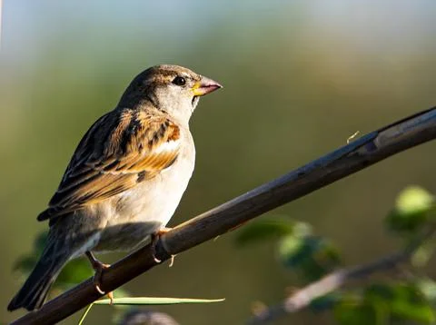 Sparrow on top tree branch Photos