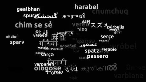 Sparrow Translated in 64 Worldwide Languages Endless Looping 3d Zooming Wordc Stock Footage 145199817