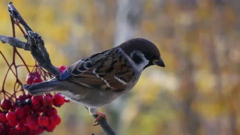 A sparrow on a tree branch on a background of autumn leaves close-up. 스톡 동영상 164116402