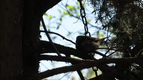 Sparrow on a tree branch Video stock 307851540
