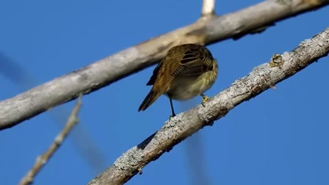Sparrow on Tree Branch Stock Footage 323143414
