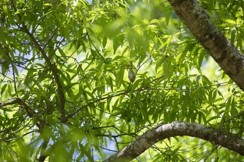 Sparrow on a Tree Branch Stock Photos