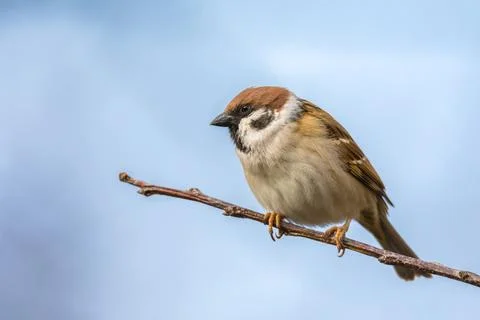 Sparrow on a tree branch Stock Photos