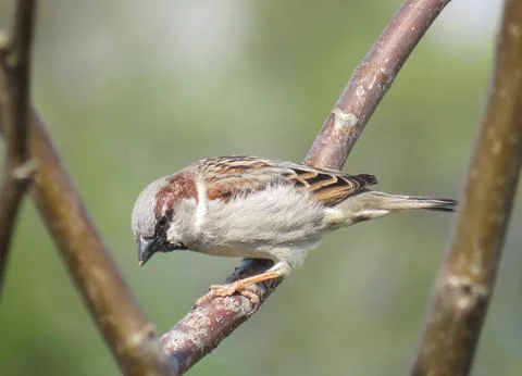 A sparrow on a tree branch Fotos de archivo