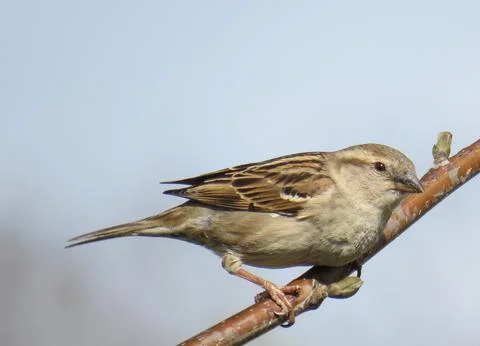A sparrow on a tree branch Stockfoto's