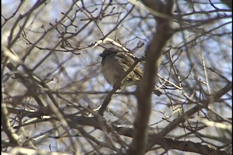 Sparrow in Tree Stock-Footage 298397