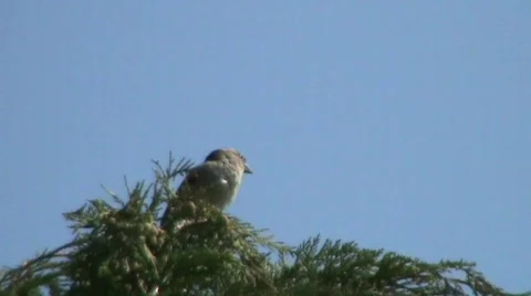 Sparrow in tree Video stock 402252