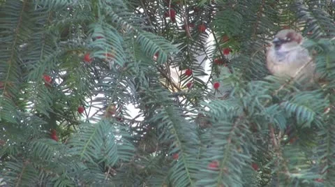 Sparrow in tree Stock Footage 9943686