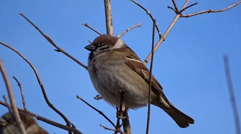 Sparrow on a tree Video stock 46828098