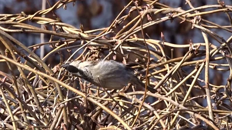 Sparrow on a tree Stock Footage 47560489