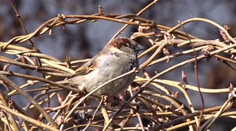 Sparrow on a tree Stock Footage 47560516
