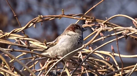 Sparrow on a tree Stock Footage 47560539