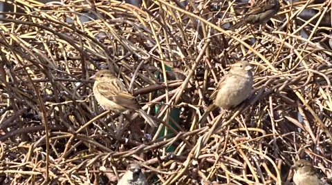 Sparrow on a tree Video stock 47560772