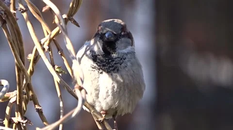 Sparrow on a tree Stock Footage 47560839