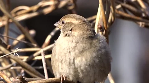 Sparrow on a tree Video stock 47560874