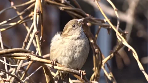 Sparrow on a tree Stock Footage 47560889