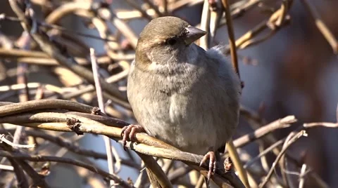 Sparrow on a tree Video stock 47560915