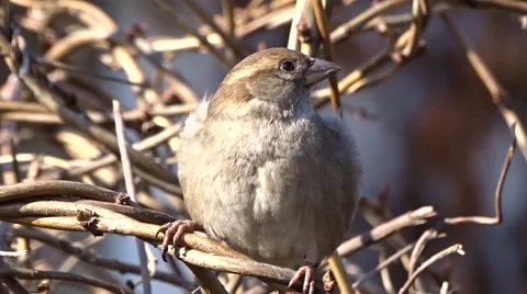 Sparrow on a tree Stock Footage 47560934