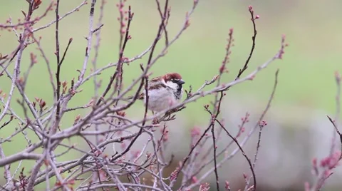 Sparrow on the tree Stockbeeldmateriaal 66428710