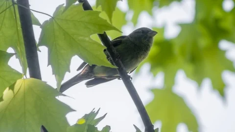 A sparrow in a tree Stock Footage 91511108