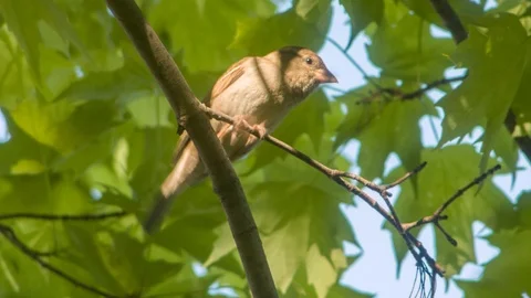 A sparrow in a tree Video stock 91546274