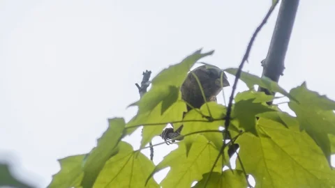 A sparrow in a tree Stock Footage 91550798