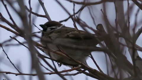 Sparrow in the tree Stock-Footage 167089438