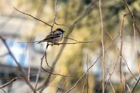 Sparrow in a tree Stock-Fotos