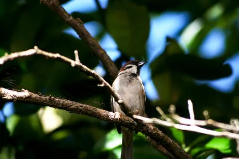 Sparrow on tree Stock Photos