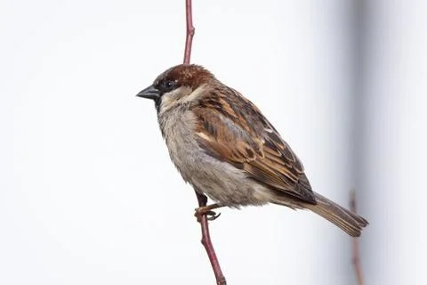 Sparrow on the tree Stock Photos