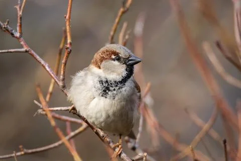 Sparrow on the tree Stock Photos
