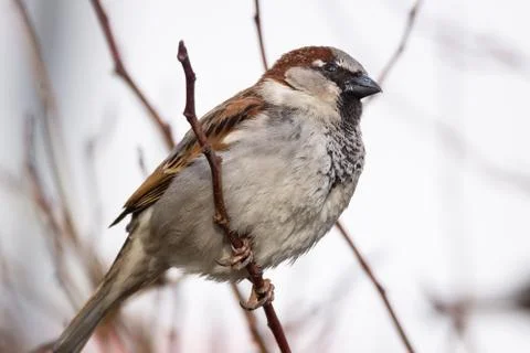 Sparrow on the tree. Stock Photos