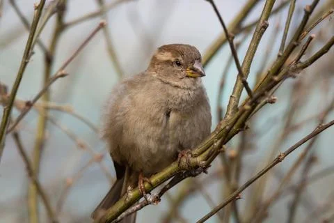 Sparrow on the tree.. Stock Photos