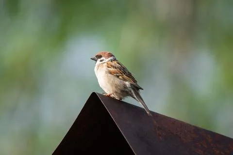 Sparrow on the tree Stock Photos