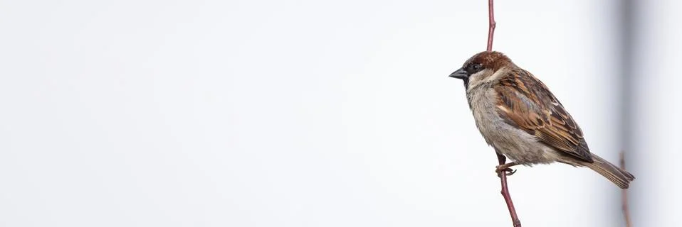 Sparrow on the tree Stock Photos