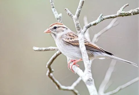 Sparrow in Tree Stock Photos
