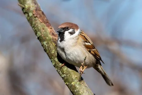 Sparrow on a tree Foto stock